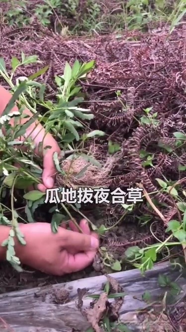 植物界最懒的-夜合草;一到晚上叶子就合上,但却是中药材哦.