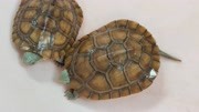 黄喉拟水龟是国家保护动物吗？个人养小青龟需要办证吗？养龟科普