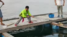 鱼排网箱体验钓大鱼的手感，竿可以断，鱼不能跑！