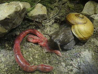 世界上最恐怖的食肉蜗牛,有6000颗牙齿,吃蚯蚓如同吃意面!