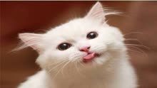 猫咪为什么吐舌头？