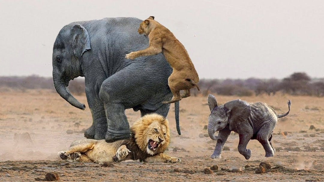 动物世界猎杀狮子的瞬间失败眼镜王蛇对猫鼬河马对鳄鱼动物星