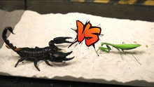 大开眼界！最壮观的5个昆虫大战，谁才是最后的赢家？ 