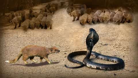 动物世界:蛇遭遇天敌獴,纵使蛇再怎么反抗,也难逃被吃的命运!
