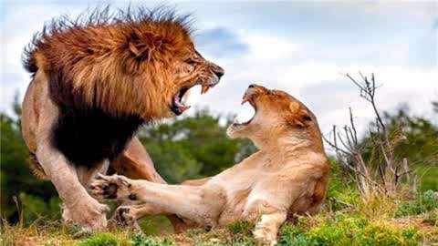 动物世界狮子大战狮王图片
