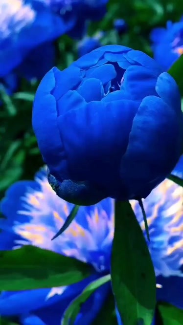 蓝色牡丹花太美了