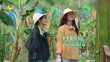 ［向往的生活］子枫妹妹和张婧仪吃生香蕉