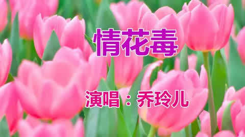 一首好听的情歌《情花毒》