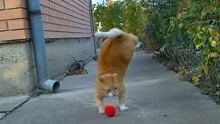 [图]【MB vids】在花园里自嗨的大橘 Cat Makes His Own Fun In The Garden