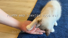 握手🤝！小布偶猫Fluffy学响片训练｜Clicker Training - Handshake |Fluffy和珍珍的Vlog#31