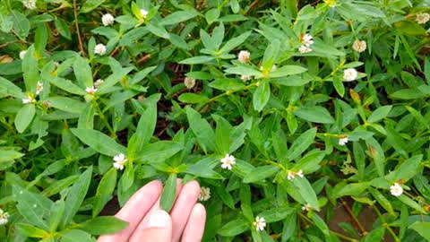 空心莲子草食用方法图片