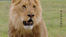 人与狮子，贝尔·格里尔斯拿着肉挑衅狮子，被狮子追着乱跑