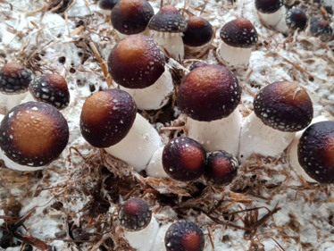 球形菌菇种类图片