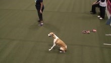 身手矫健的惠比特犬(WHIPPET) 参加敏捷障碍赛