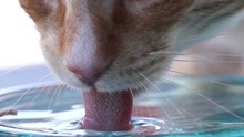 猫咪的舌头关键时能保命，但也能致命，这是为什么？