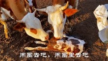 [图]大牛生下漂亮小牛犊，下颚有力把孩子舔跑了？吃奶方式四嫂不理解