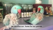 【鹦鹉】关爱我们的鸟，鹦鹉救助组织：Prego Dalliance Sanctuary