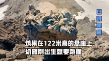 [图]白颊黑雁刚出生，就要从122米高的悬崖跳下，场面十足的震撼