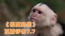 豆瓣高分影片《极度恐慌》，一只猴子差点毁灭整个世界，太惊险了