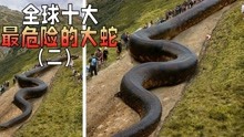 盘点全球十大最危险的大蛇(二)，毒性最强的蛇，十几分钟内可致命