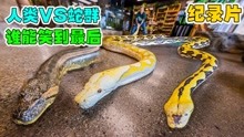 纪录片：布莱恩VS3条巨蛇，谁能笑到最后？