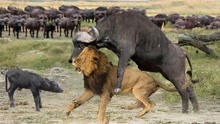 水牛超强，水牛打败狮子救宝宝，水牛vs狮子vs长颈鹿！