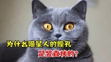 [图]为什么猫咪的瞳孔是竖直的，而且还会变化？看完涨见识了