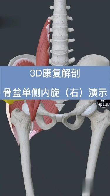 3d康复解剖演示——008骨盆单侧内旋(右)
