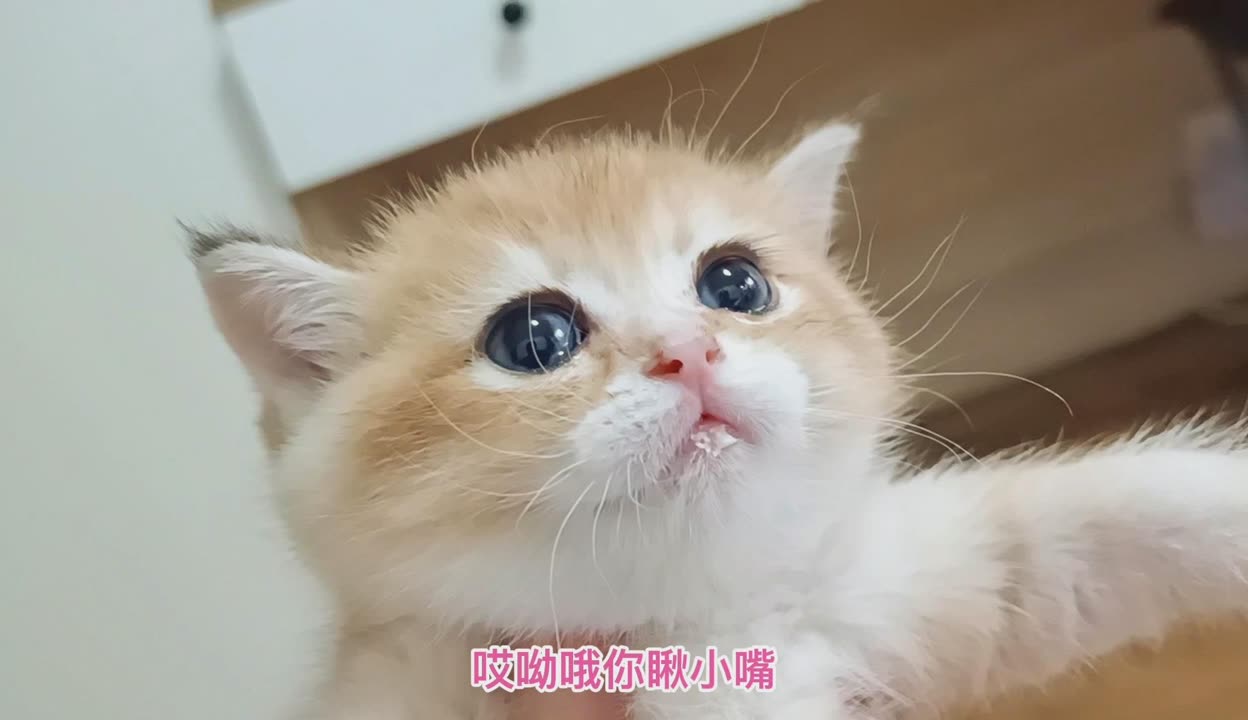 哎呦与偶像三胞胎奶猫图片