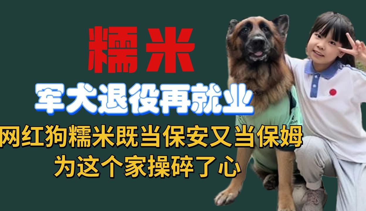 军犬糯米图片