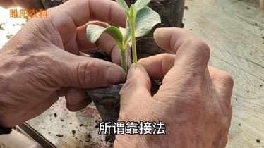 防治西瓜枯萎病用這種嫁接方法真的太好了一天能嫁接幾千顆