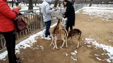 [cp]动物园旅游胜地看各种动物喂小鹿4