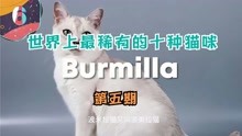 世界上最稀有的十种猫咪 第六名：Burmilla  第五期（更新中）