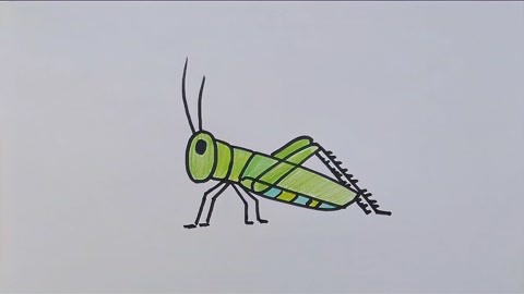 灰蝗虫的简笔画 彩色图片