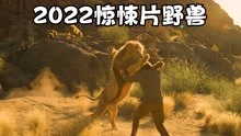 [图]一家三口遭遇嗜血狂狮报复，2022惊悚片野兽