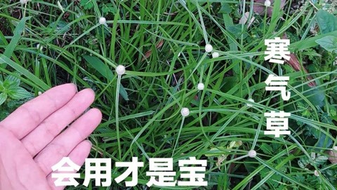 村屋边的三荚草又叫寒气草