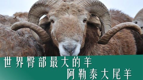 乌珠穆沁大尾羊图片