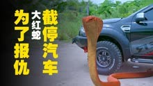 大蛇截停汽车，见人就疯狂攻击，原来它跟车上所有人有仇，奇幻片