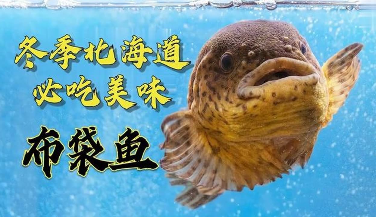 北海道布袋鱼图片