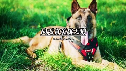 你知道警犬天狼吗?