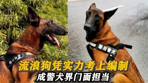 巴万流浪狗凭实力考上编制,成警犬界门面担当,网友:狗生赢家