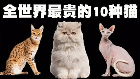 十大名贵猫 排行图片