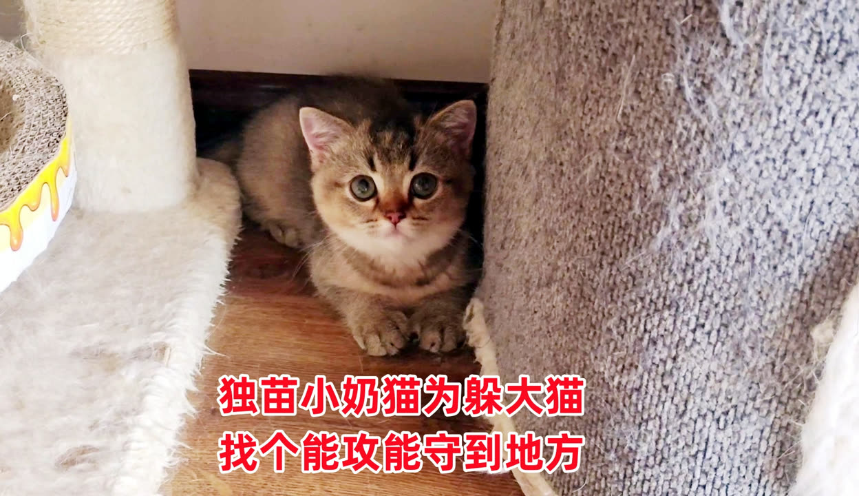 哎呦与偶像三胞胎奶猫图片