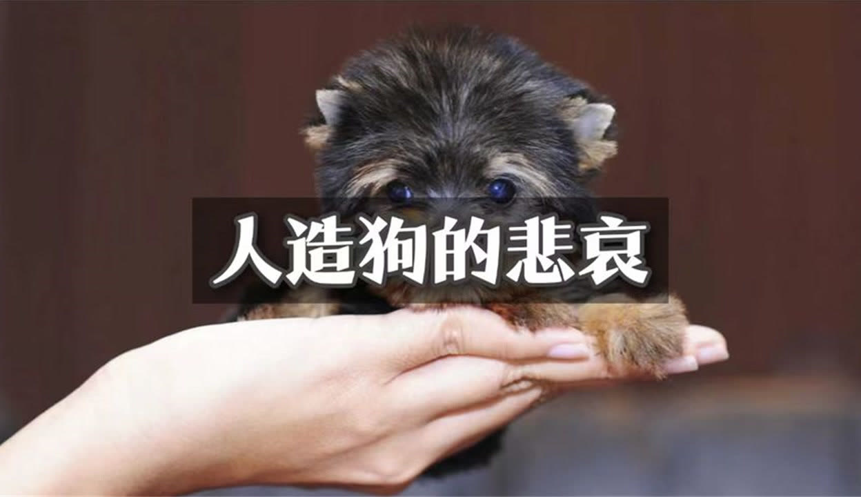 茶杯犬背后的可怕真相图片