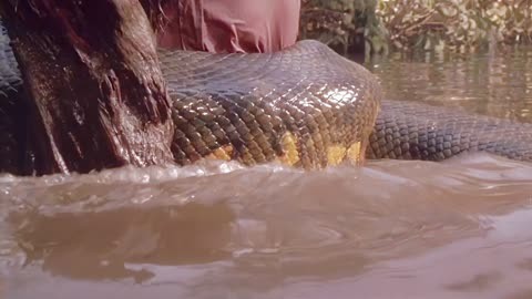 原始森林蟒蛇电影大全图片