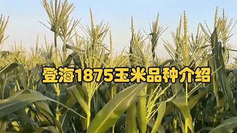 登海1875玉米品种介绍:高产,优质,适应性强的玉米新品种