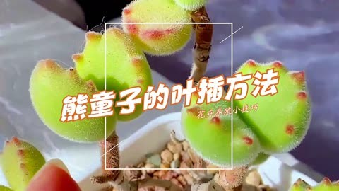 熊童子平铺叶插方法图片