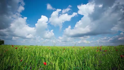 蓝天,白云,绿草,红花,构成了一幅美丽的风景画