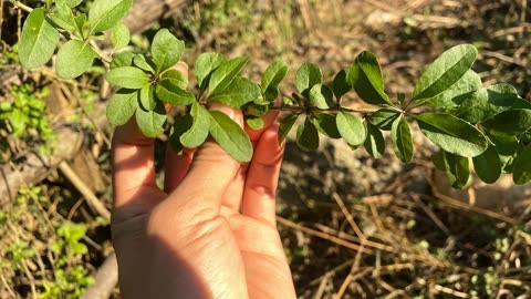 农村一种常见的退烧草