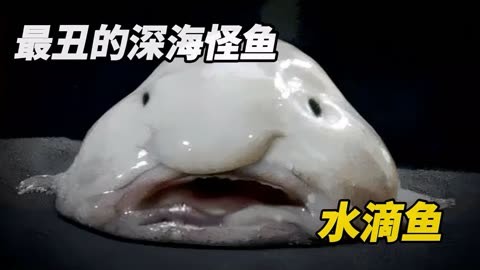 世界上最丑的深海怪物水滴鱼,长着一副忧伤脸